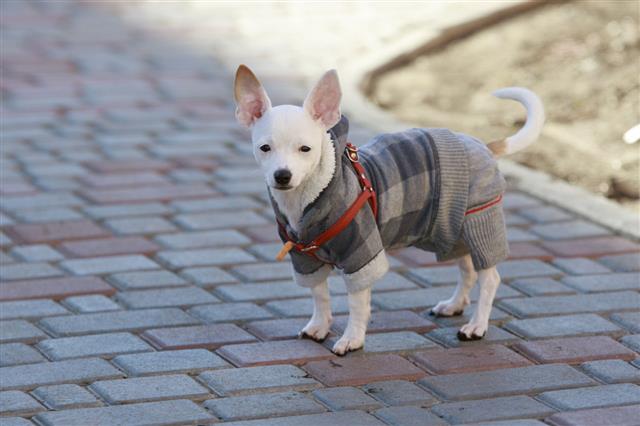 öltözött Chihuahua az utcán