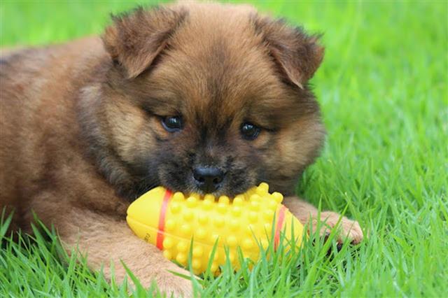 Puppy Playing With Ball