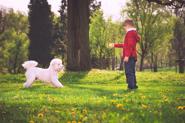 Child And Dog Playing At Park