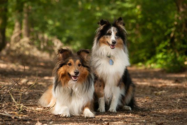 Border Collie Dogs In The Forest