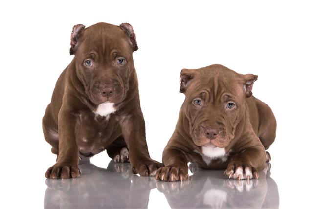 Two Chocolate Pit Bull Puppies