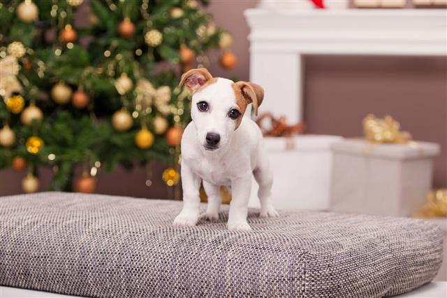 Cute Jack Russell Terrier Puppy