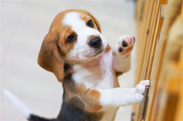Little Beagle Puppy Stand Up