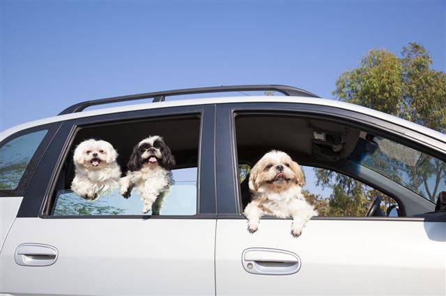 Dogs Family Enjoying In The Car