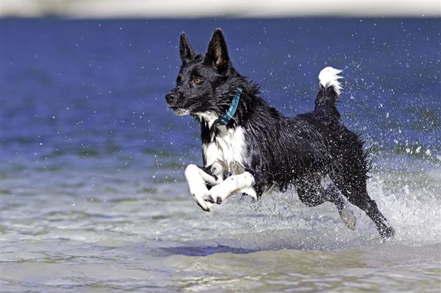 Border Collie At The Seaside