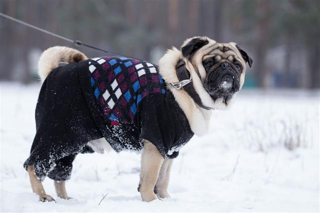 Pug Walks On Leash In Winter