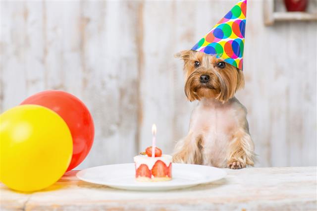 Yorkshire Terrier In Front Of Birthday Cake