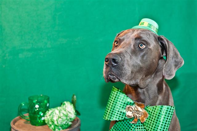 St Patricks Day Dog