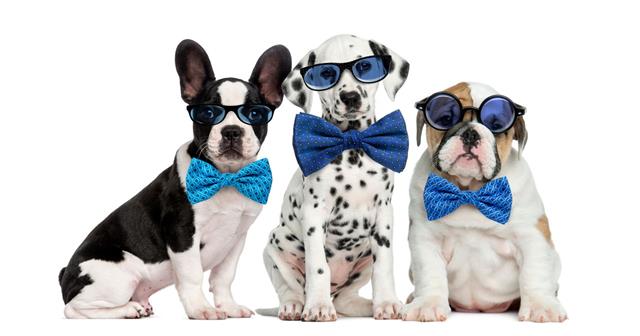 Dogs Wearing Glasses And Bow Ties