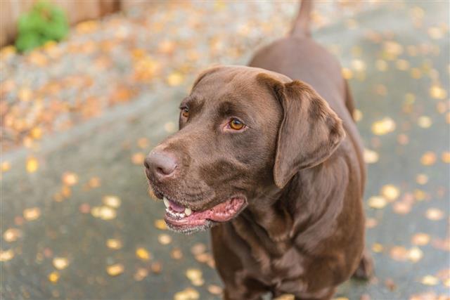 Chocolate Labrador Dog In Yard