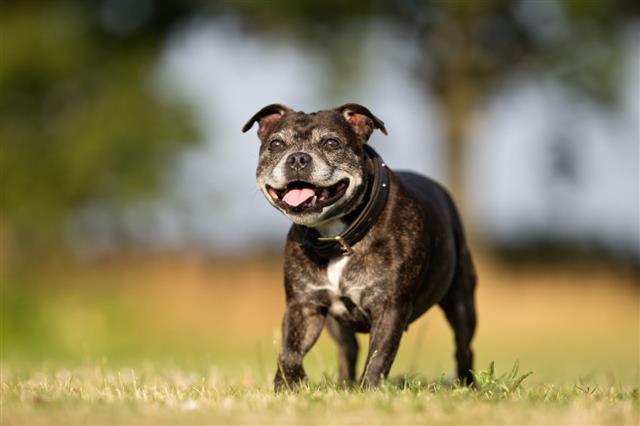 Senior Staffordshire Bull Terrier