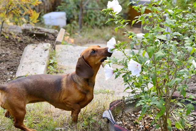 Dachshund Smells A Flower Outside