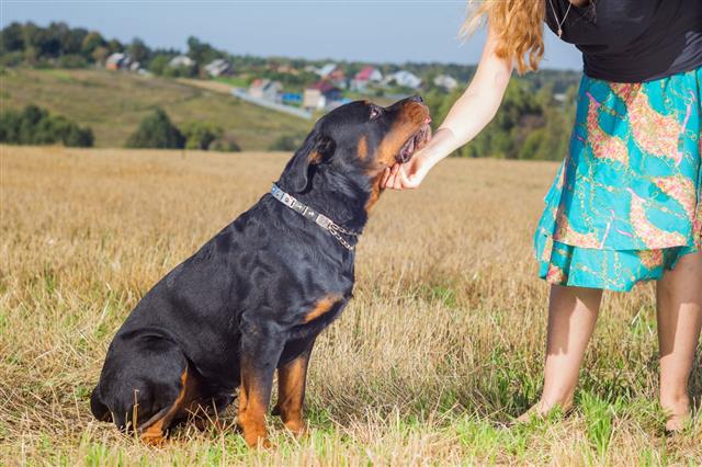 Rottweiler With Mistress Hand