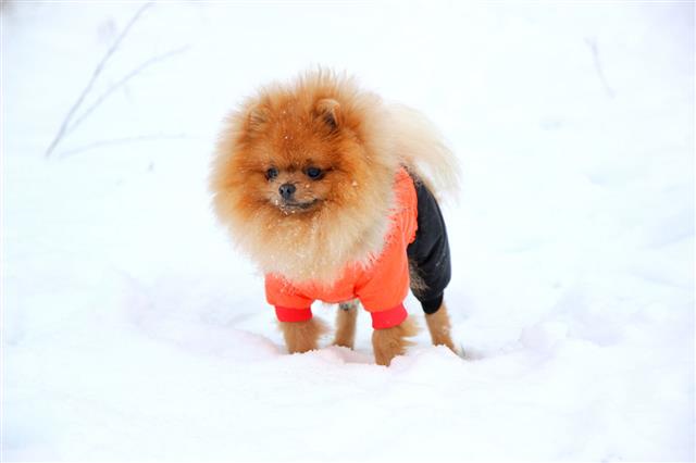 Pomeranian Dog In Snow Winter