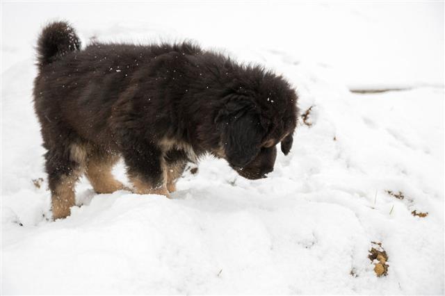 Tibetan Mastiff Puppy In Snow