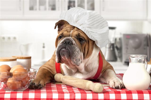 English Bulldog In Chefs Hat