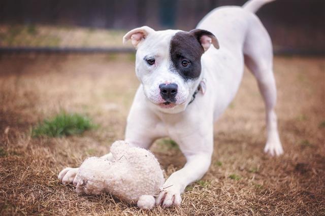 Pit Bull Mix Puppy With Toy