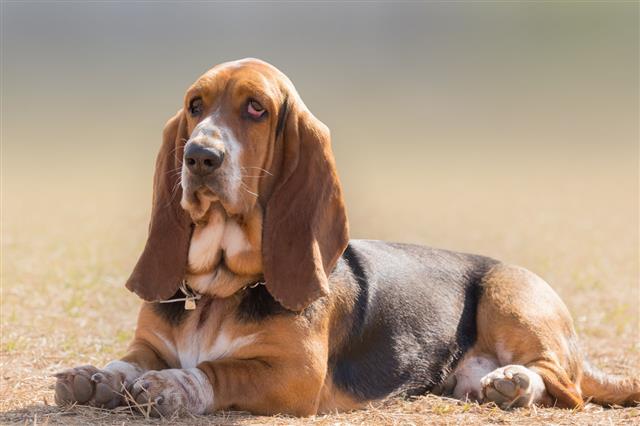 Basset Hound Dog Portrait