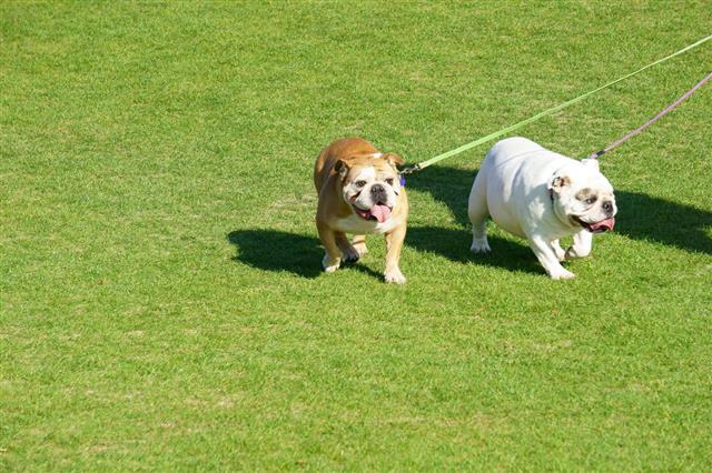 Bulldogs Taking A Walk On Green Grass