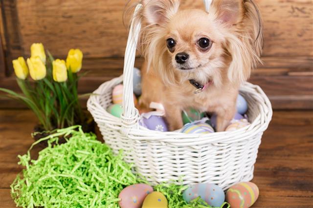 Dog In Easter Basket Eggs