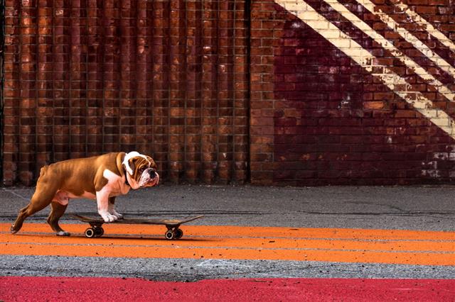 Skateboarding Dog
