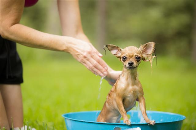 Cute Chihuahu Gets A Bath Backyard Summer