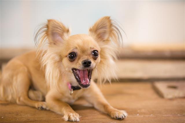 Talking Chihuahua Dog With Mouth Open