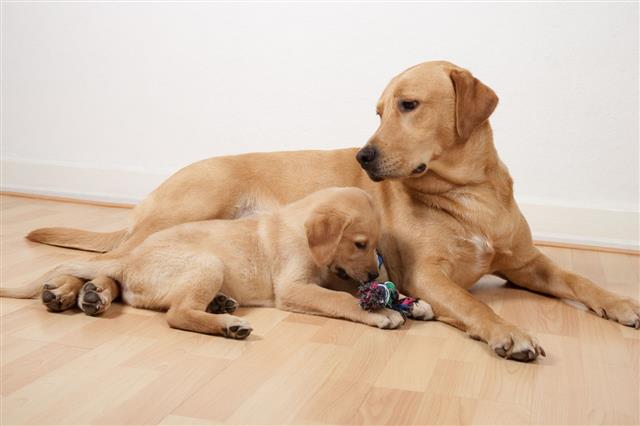 Two Labrador Retriever Dogs