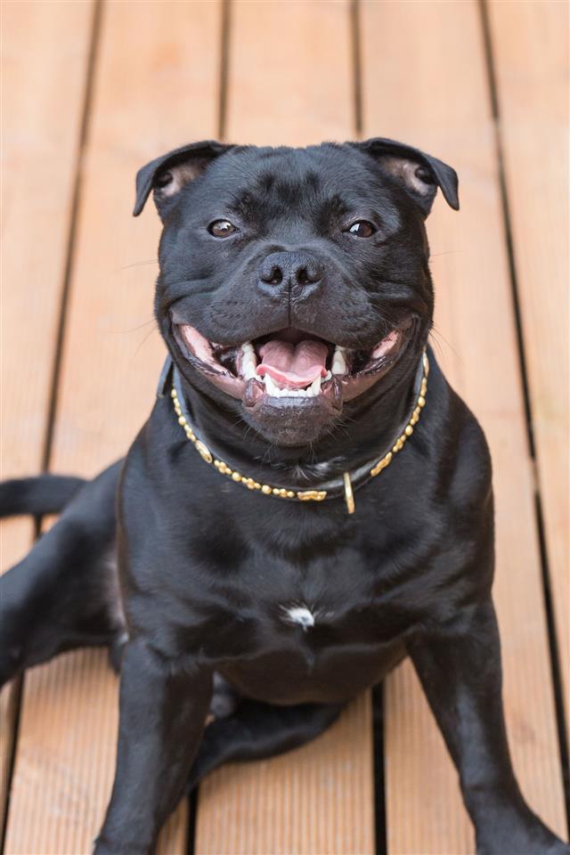 Happy Staffordshire Bull Terrier Dog