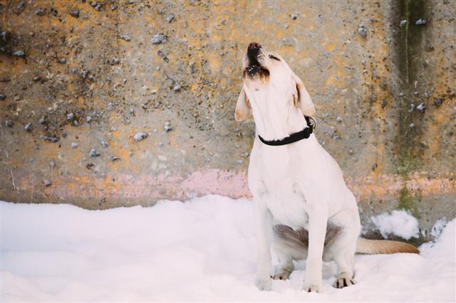 Labrador Dog Sitting Outdoor In Snow