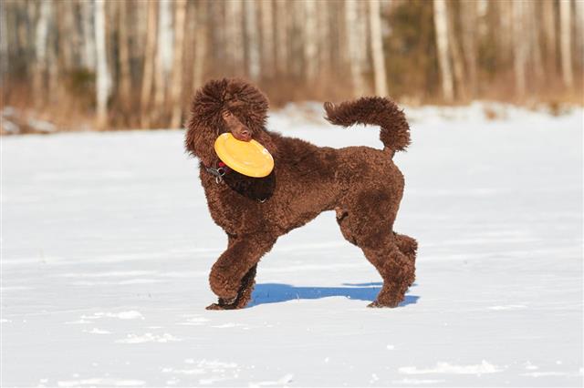 Dog With Frisbee In Winter