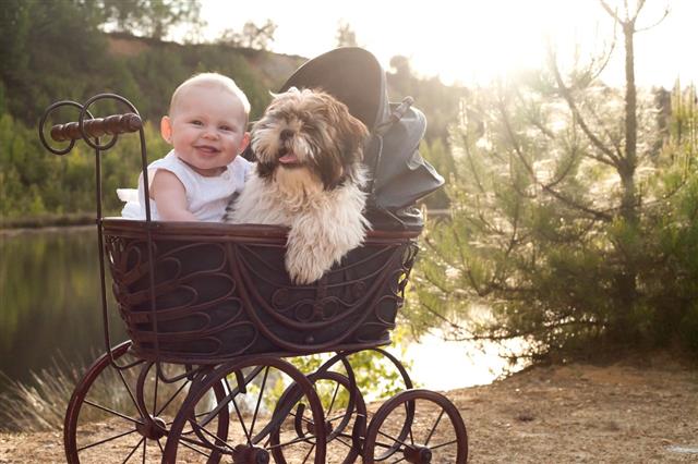 Baby And Little Puppy In Pram