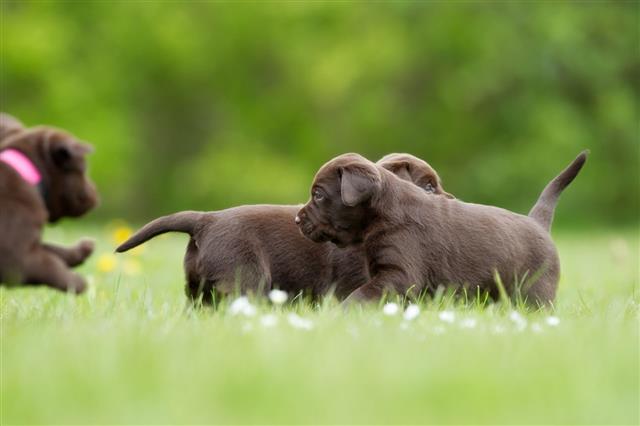 Brown Labrador Retriever Puppies