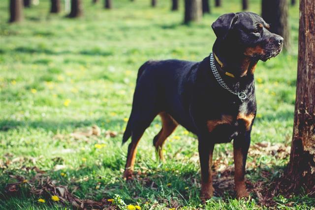 Portrait Of A Rottweiler In Park