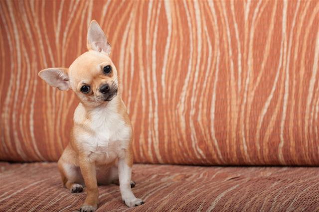 Chihuahua Puppy Sitting On Sofa