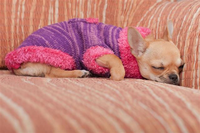 Chihuahua Dressed With Pullover Sleeping On Sofa