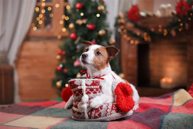 Dog Jack Russell Terrier Holiday
