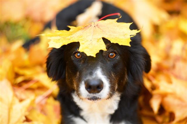 Black Dog And Maple Leaf Autumn