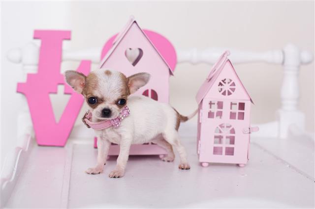 Chihuahua Puppy Near Pink Houses