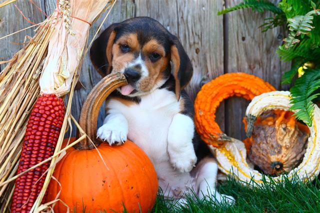 Beagle Puppy Licking Pumpkin Stem