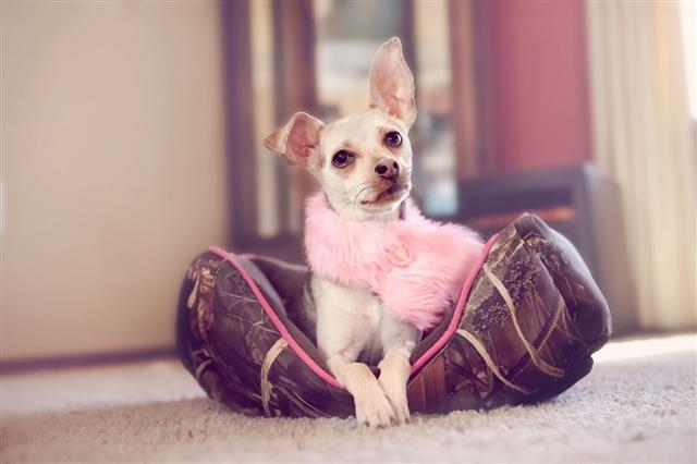 Female Chihuahua Lying In Doggie Bed