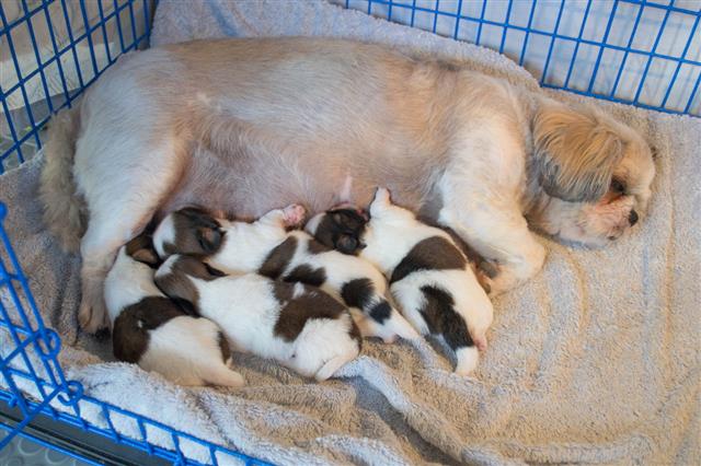 Shih Tzu Puppies Are Breastfeeding