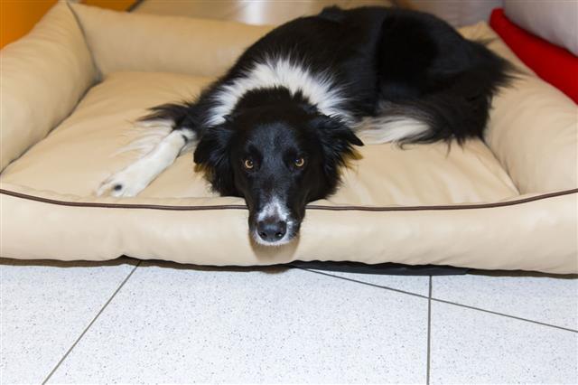 Border Collie In Pet Store Resting