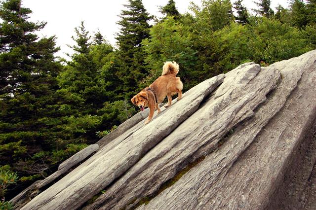 Dog On Rock