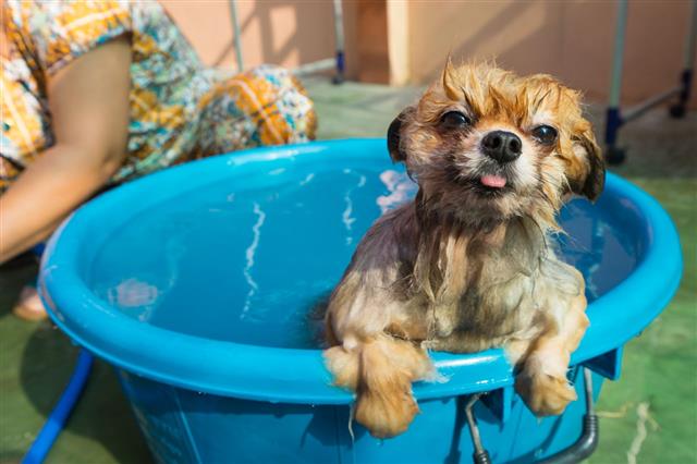 Dog Tongue Bath