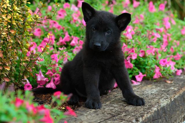 Alert Black German Shepherd Puppy