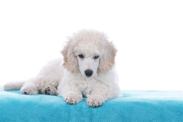 Poodle Puppy Lying On Blue Blanket