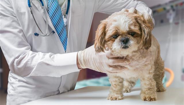 Veterinarian Doctor Is Examining Dog