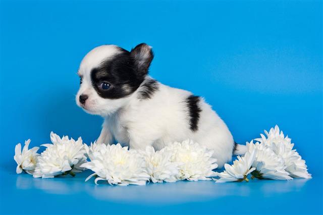 Cute Chihuahua Puppy Dog