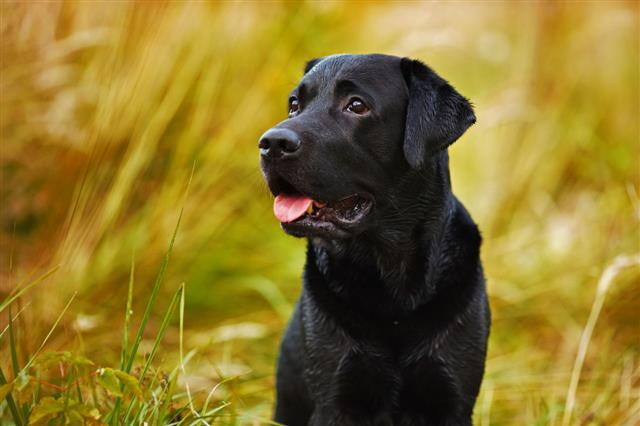 Black Labrador On Background Of Grass